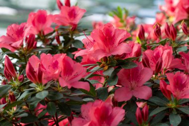 Koyu kırmızı açelya yeşil yaprakların arasında çiçek açar. Seyircileri büyüler.