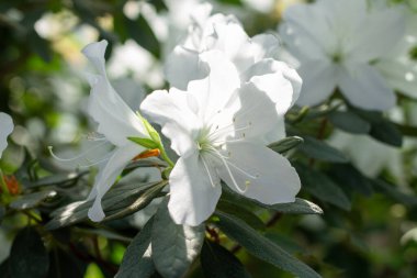 Yalnız beyaz bir açelya canlı pembe yoldaşların arka planında parlar..