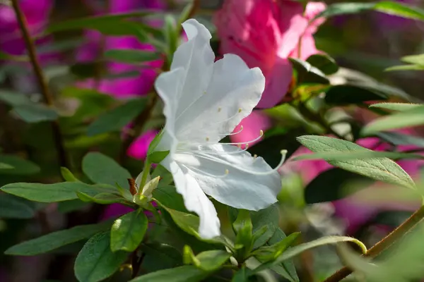 Yalnız beyaz bir açelya canlı pembe yoldaşların arka planında parlar..