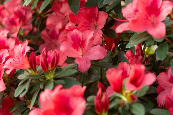 Renk ve yaşamla dolu canlı pembe açelyalar kümesi..