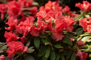 A cluster of vivid pink azaleas bursting with color and life. clipart
