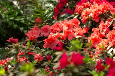 A cluster of vivid pink azaleas bursting with color and life. clipart