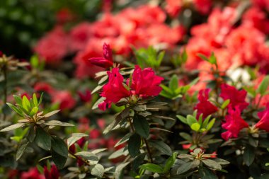 Renk ve yaşamla dolu canlı pembe açelyalar kümesi..
