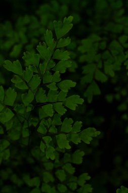 Yumuşak, tüy gibi eğreltiotu yaprakları narin yeşil bir desen oluşturuyor..