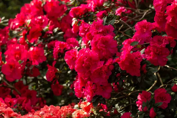 Renk ve yaşamla dolu canlı pembe açelyalar kümesi..