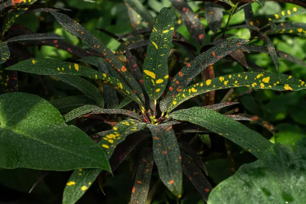 Yumuşak, tüy gibi eğreltiotu yaprakları narin yeşil bir desen oluşturuyor..