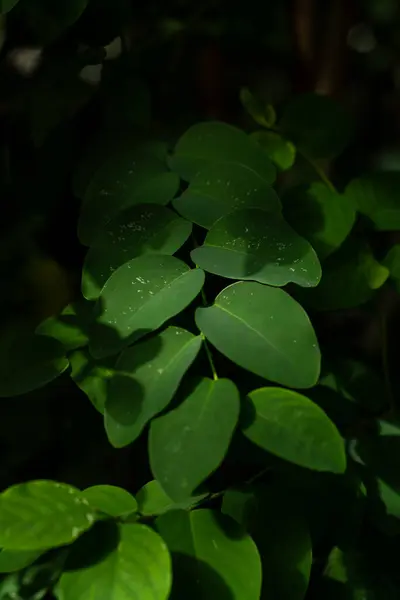 Yumuşak, tüy gibi eğreltiotu yaprakları narin yeşil bir desen oluşturuyor..