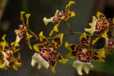 Sarı ve kırmızı benekli orkideler benzersiz cazibelerini ve güzelliklerini sergiliyorlar..