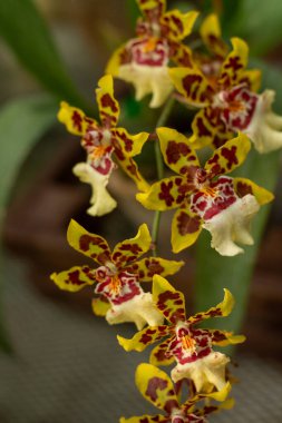 Sarı ve kırmızı benekli orkideler benzersiz cazibelerini ve güzelliklerini sergiliyorlar..