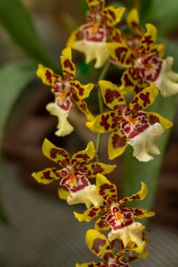 Sarı ve kırmızı benekli orkideler benzersiz cazibelerini ve güzelliklerini sergiliyorlar..