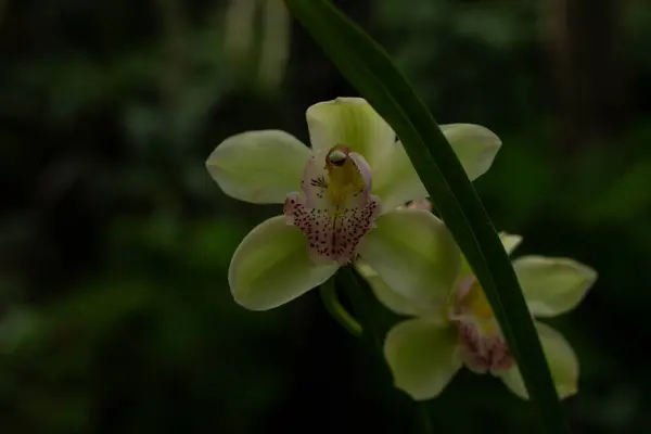 Esrarengiz soluk yeşil orkideler, narin ve güzelliklerinde yabancı..
