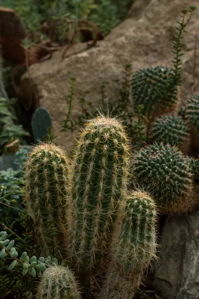 Yeşil sulu bitkiler engebeli bir taş arazide beşiyorlar..