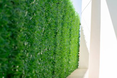 Close-up surface of the wall covered with green moss. Modern eco friendly decor made of colored stabilized moss. Natural background for design and text.