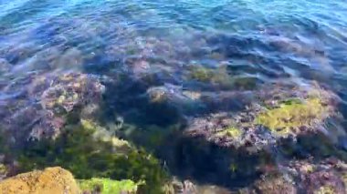 Su altı dünyasının yakın plan görüntüsü, mercan ve berrak deniz suyu. Deniz yaşamı, doğa ve su altı araştırma projeleri için mükemmel..