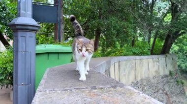 Yeşil çöp tenekesi ve orman yakınlarındaki kedi ile şehir hayvan sahnesi, evcil hayvan markaları için uygun, çevre zıtlıkları, ya da şehir doğa çekim