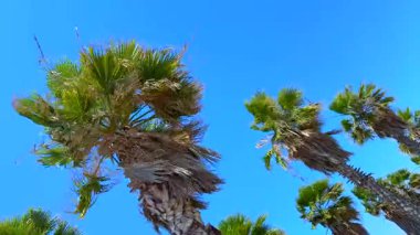 Mavi gökyüzüne karşı yeşil yaprakları olan uzun palmiye ağaçları, yaz tatili için mükemmel, tropikal ruh hali ve seyahat yaşam tarzı temaları