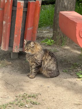 Sakin tekir kedi sakince gölgeli bankın altında oturuyor. Rahatlamış hayvan temaları, şehir manzarası ve sessiz hayvan görselleri için harika..