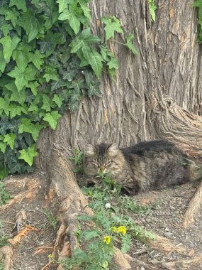 Uzun saçlı tüylü tekir kedisi çimenli alanda geziniyor. Hayvan temaları, doğa görselleri ya da hayvan içeriği için harika..