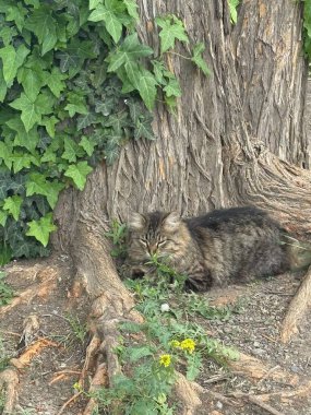 Ağaç gövdesinin altında yeşil sarmaşık duvarlı tekir kedi yatıyor.