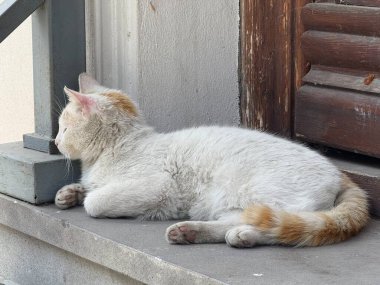 Serene beyaz kedi ahşap girişin önünde yatıyor. Hayvan dostu içerik, barışçıl görseller ve rahat kırsal temalar için ideal..