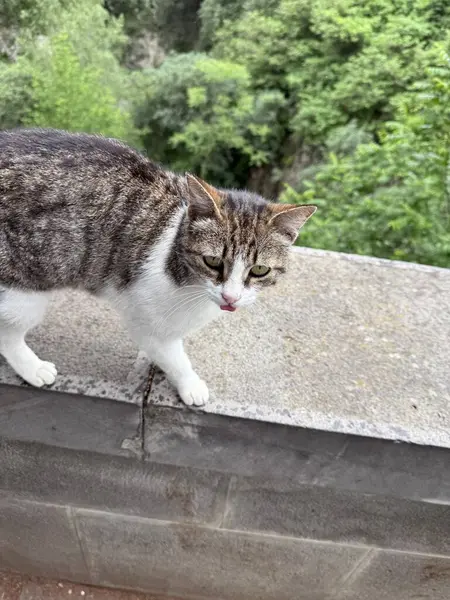 Yeşil doğaya tepeden bakan ilginç tekir kedi. Macera sahneleri, hayvan keşifleri ve açık hava anları için mükemmel..