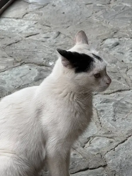 Teras taşı zemininde meraklı beyaz kedi tetikte bekliyor. Yaşam tarzı görselleri, evcil hayvan temalı tasarımlar ya da ilginç anlar için mükemmel..
