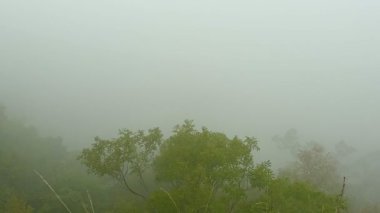Foggy mountain landscape with trees nature view