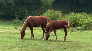 Horses grazing in green meadow peaceful nature