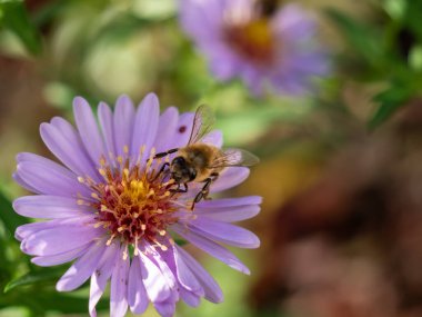 Mor papatyadaki arı. Papatyada arı. Yakın plan..