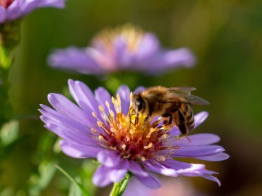 Mor papatyadaki arı. Papatyada arı. Yakın plan..