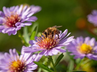 Mor papatyadaki arı. Papatyada arı. Yakın plan..