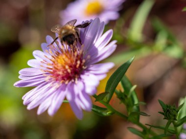 Mor papatyadaki arı. Papatyada arı. Yakın plan..