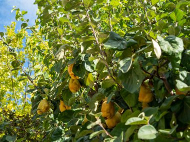 Quince Cydonia oblonga ağaçta olgunlaşır, meyveler parktaki ağaç dallarında asılı durur. Yakın plan..