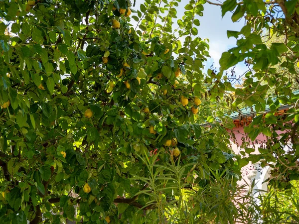 クインシドニア オロンガは木に熟し 果物は公園の木の枝にかかっています — ストック写真