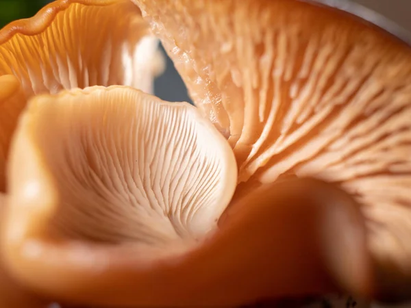 Beautiful Mushrooms Close Mushroom Structure Macro View Fresh Mushroom Close — Stock Photo, Image