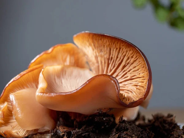 Beautiful Mushrooms Close Mushroom Structure Macro View Fresh Mushroom Close — Stock Photo, Image