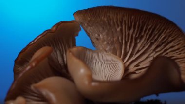 Mavi arka planda dönen mantarlar. Mantar dokusu. Makro Video çekimi.