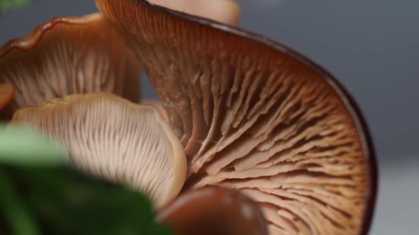 Cogumelos Crus Rotativos Textura Cogumelos Macro Filmagem Vídeo — Vídeo de Stock
