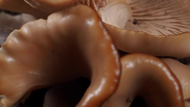 Cogumelos Crus Rotativos Textura Cogumelos Macro Filmagem Vídeo — Vídeo de Stock