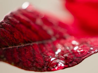 Kırmızı yaprak dokusuna su damlası. Yaprak dokusunun mikrografı. Yakın plan..