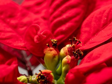 Kırmızı yaprak dokusu. Cam dokusunun mikrografı. Yakın plan..