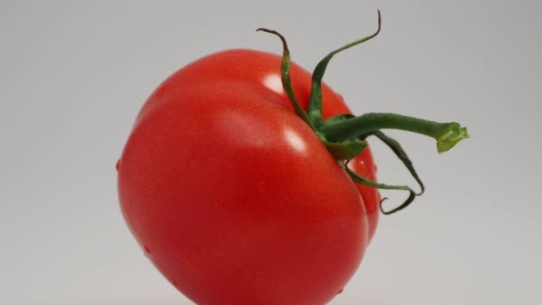 赤いトマトは白い背景で回転します 赤いトマトを閉じます — ストック動画
