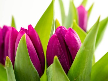 Tulips on a white background. Purple tulips. Close-up.