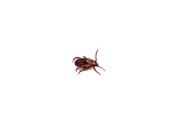 Infectious Dermacentor Dog Tick Arachnoid Parasite Insect Macro isolated on white background. Insect.