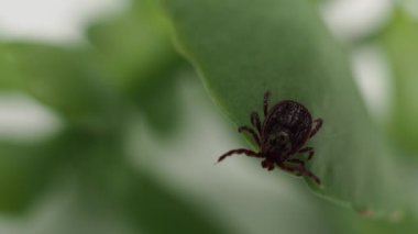 Infectious parasitic ixodid ticks insects on a green leaf. mite.
