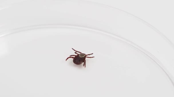 Infectious Parasitic Insect Ixodid Ticks White Background Mite — Stock video