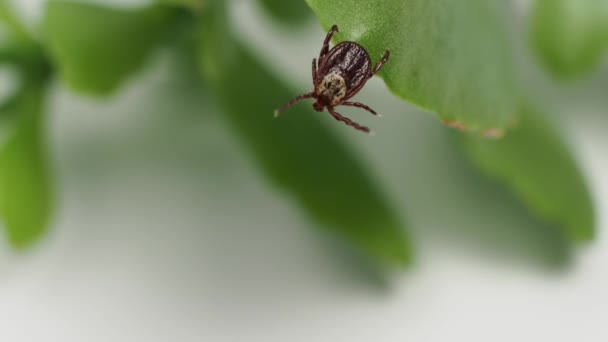 Infeccioso Parásito Ixodid Garrapatas Insectos Una Hoja Verde Ácaro — Vídeo de stock