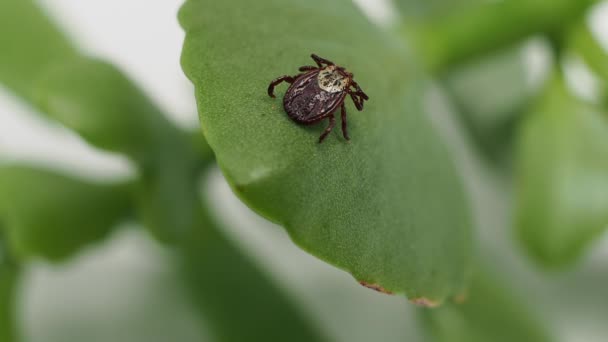 Infectious Parasitic Ixodid Ticks Insects Green Leaf Mite — Video Stock