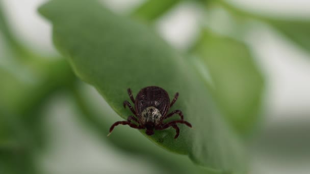Infectious Parasitic Ixodid Ticks Insects Green Leaf Mite — Vídeo de stock