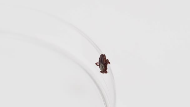 Infectious Parasitic Insect Ixodid Ticks White Background Tétranyque — Video